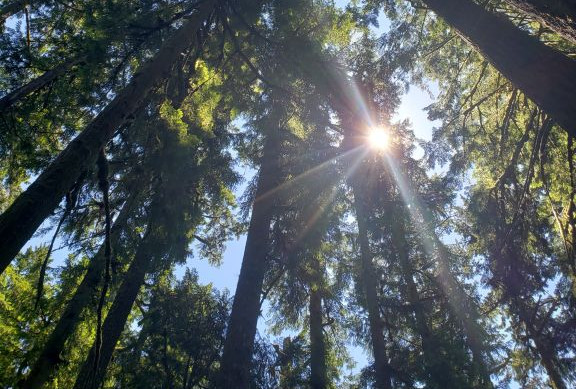 Lessons from Alma 36