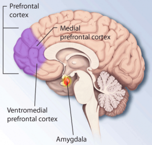 Ptsd-brain (1)