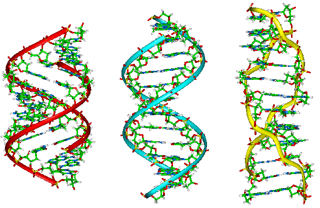 A-B-Z-DNA_Side_View