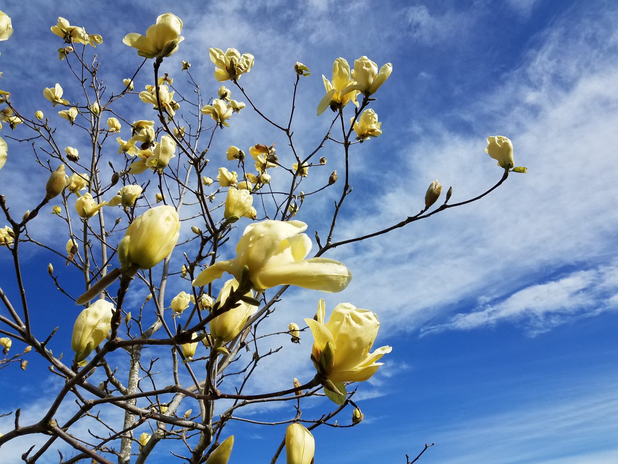 Faith and Magnolia Trees