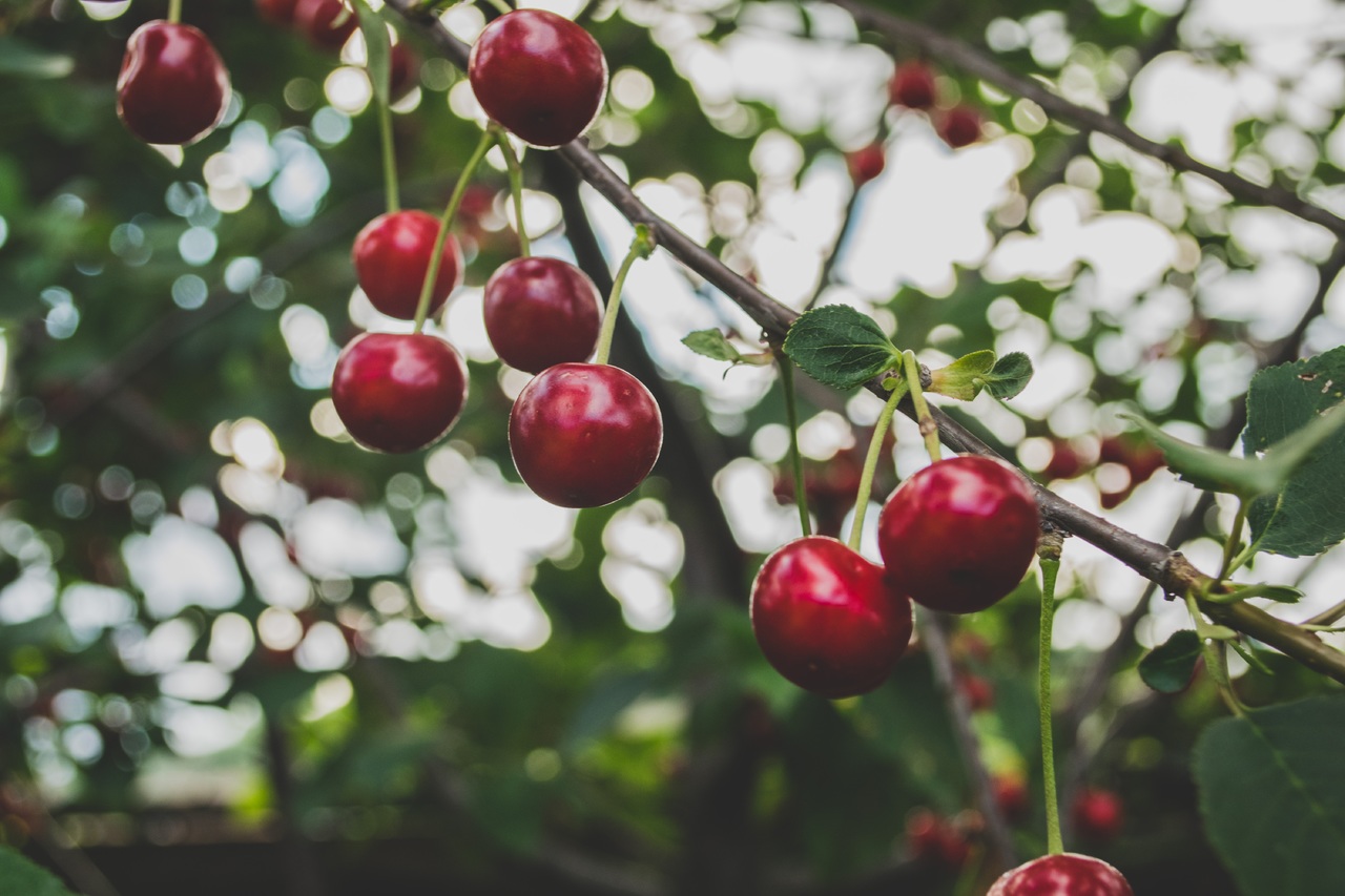 Faith is Cherry-picking